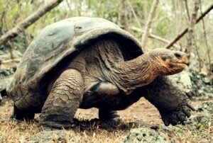 tours a galapagos