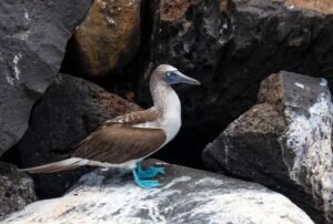 tours a galapagos islas 4 dias