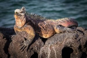 tours a galapagos nacionales