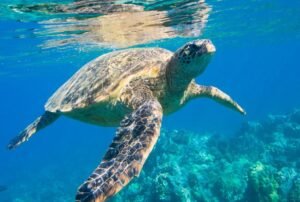 tours a galapagos para ecuatorianos