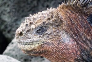 galápagos school iguana marina