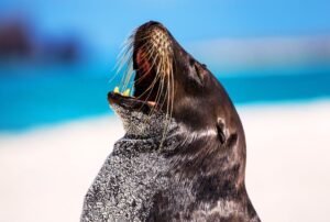 galápagos school león marino (2)