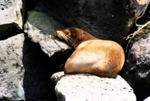 galápagos school león marino