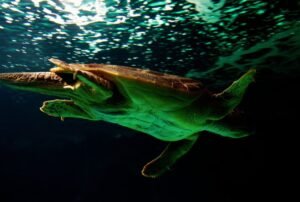 galápagos school tortuga gigante