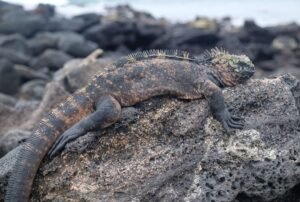 tours a galápagos 5d 4n iguana marina