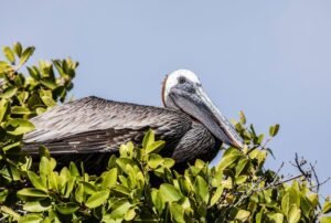 tours a galápagos 5d 4n pelicano