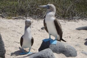 tours a galápagos 5d 4n piquero patas azules