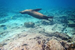 tours a galápagos 5d 4n snorkeling