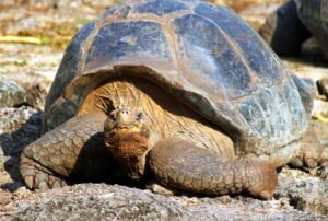 tours a galápagos 5d 4n tortuga gigante