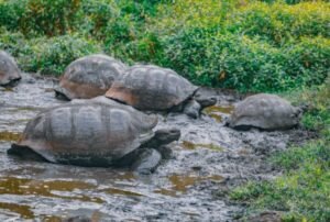 tours a galápagos 5d 4n tortugas terrestres