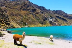tours al quilotoa llama