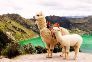 tours al quilotoa llamas