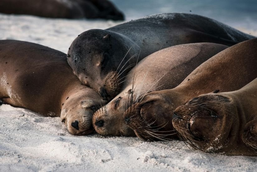 4D 3N Galapagos life